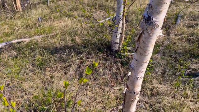 Чудесная погода. Норильск, Талнах. На природе. смотреть онлайн