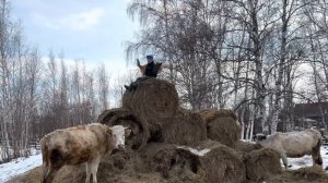 Странные Манипуляторные заказы крайнего севера