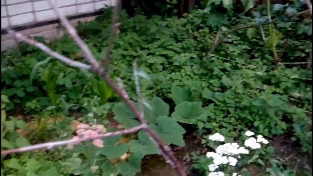 Уборка и урожай картофеля с целинной земли (без копки). 2017 год. смотреть онлайн