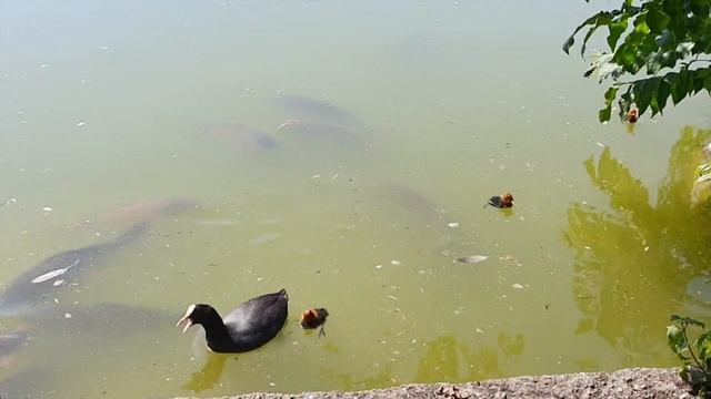 Germany. Munich. Westpark. Прогулка по Вестпарку Мюнхена смотреть онлайн