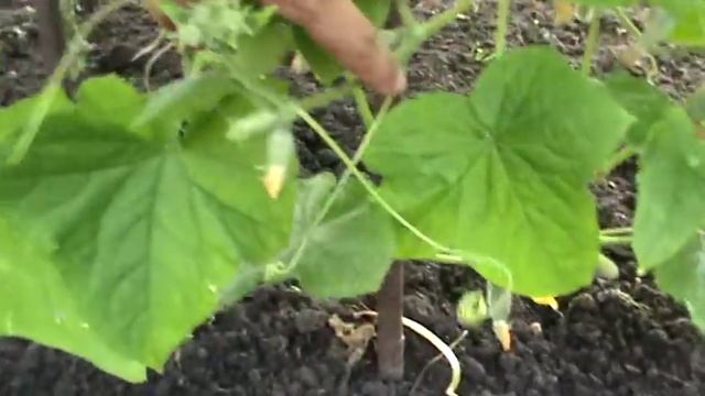 ЭМ-технология смотреть онлайн