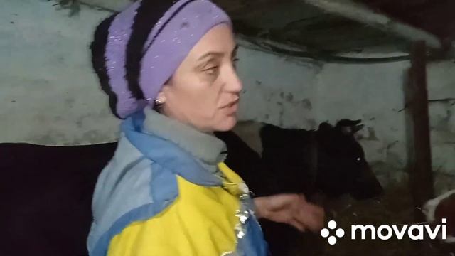 Как усмирить корову , если она дерётся. смотреть онлайн