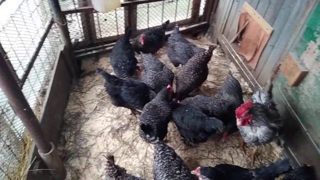 Подстилка для кур-несушек. смотреть онлайн