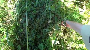 По грибы 30 июля 2018г_ 1часть