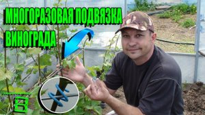 СУПЕР ПОДВЯЗКА ДЛЯ ВИНОГРАДА. ВЫРАЩИВАНИЕ ВИНОГРАДА В ТЕПЛИЦЕ/СЕВЕРНЫЙ ВИНОГРАДНИК