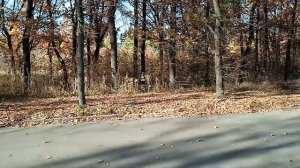 БЕЛАЯ ЦЕРКОВЬ ГАЁК ОСЕНЬ Ч1