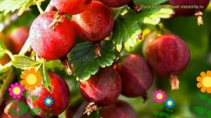 Крыжовник обыкновенный Балет. Краткий обзор, описание ribes uva crispa Barlow Blue Barlow