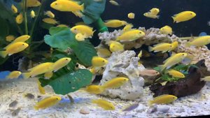 Цихлиды Лабидохромис Еллоу /Labidochromis caeruleus «yellow»;