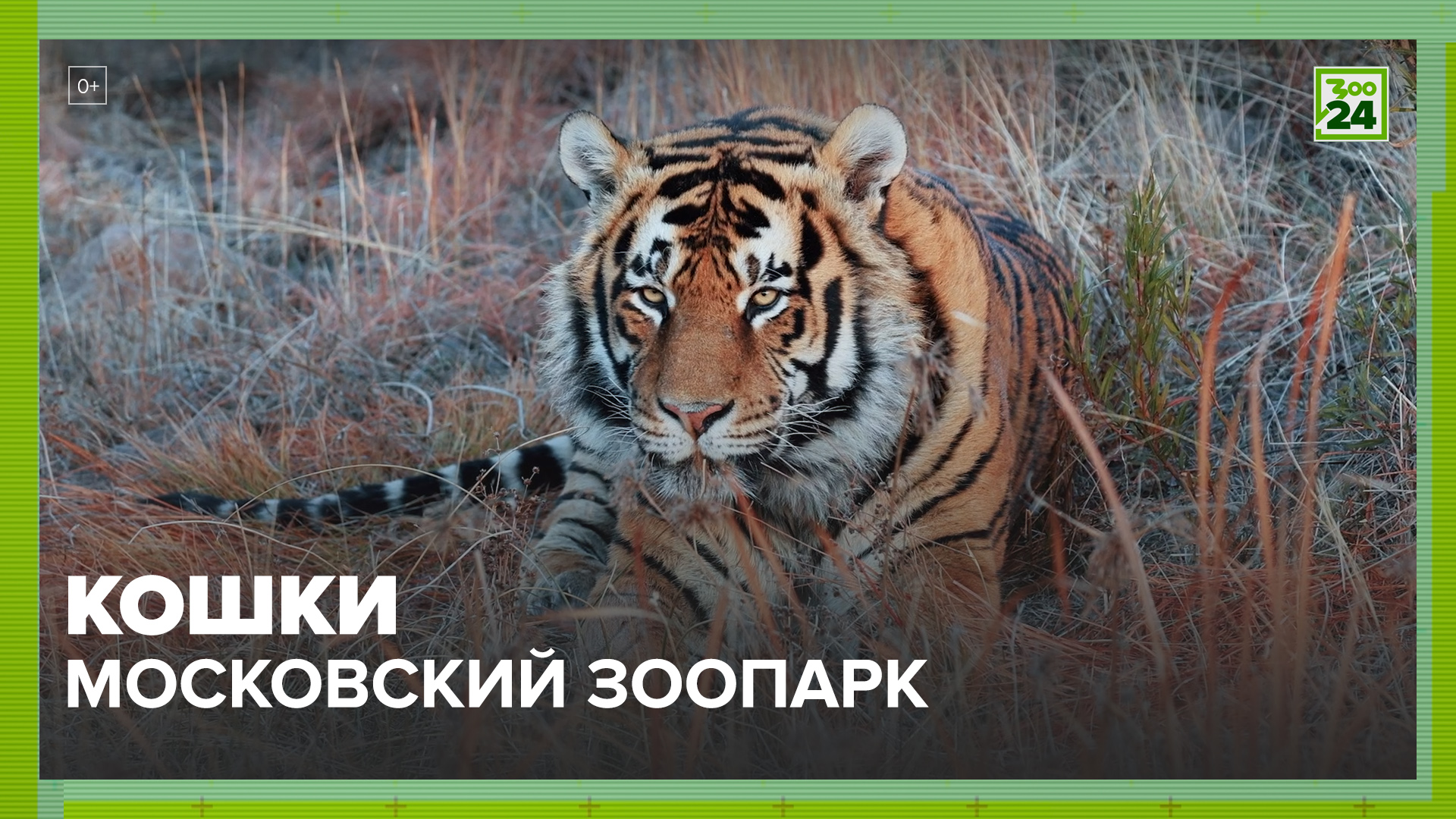 Кошки | Московский зоопарк | ЗОО 24