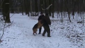 Дрессировка овчарки на задержание. Видео №1