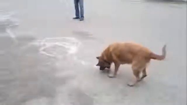 Прикольные собаки Прикольная собака рисовака Смотри прикол! смотреть онлайн