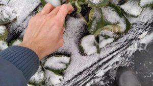 Быстрое укрытие клубники агроспаном на зиму!