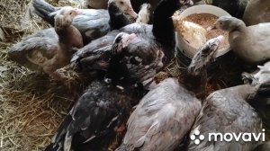 Яйцекладка Индоуток!!! Витаминизация и Кормление индоуток в период яйцекладки.