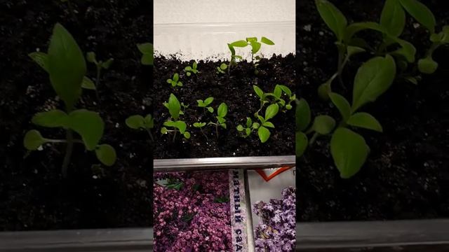 Рассада гелиотроп из семян. смотреть онлайн