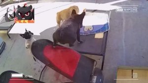 Видео С Кошками И Собаками