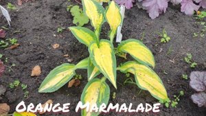 Хоста сорт Orange marmalade в начале июня