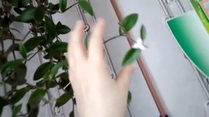 висящие  комнатные цветы, цветок белый