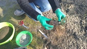 Как сажать ирисы весной