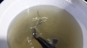 Ленский осётр (гибрид калуга-осётр) выпуск в пруд. 22052022г.