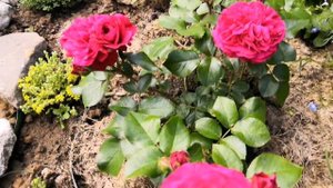 Новинки роз! Роза Пастелла, джульетта, cream abundence, ностальжи, ориент экспресс. Rose. Rosesmol