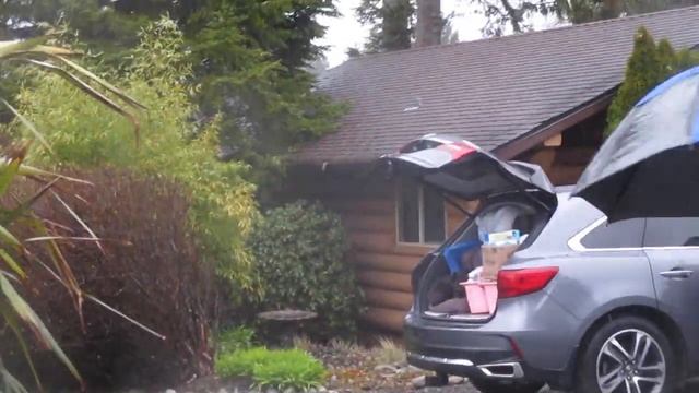 Tall Cordyline australis trees in Tofino, B.C. смотреть онлайн