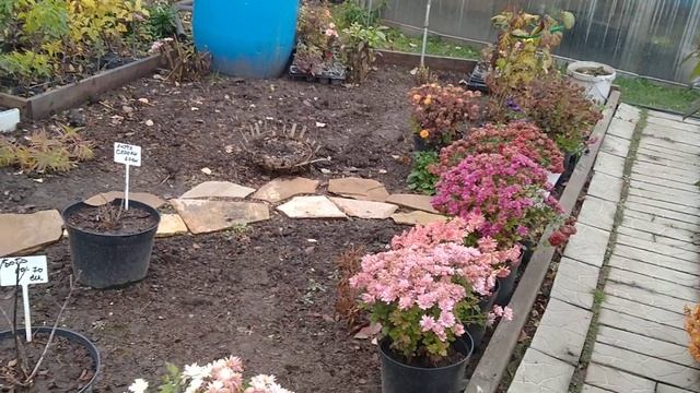 ОСЕННИЙ САД В ОКТЯБРЕ . смотреть онлайн