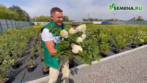 Гортензия метельчатая Сандей Фрайз