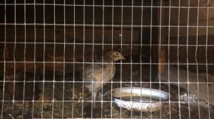 Содержание фазанов в домашних условиях.