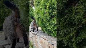 СКАЗКА для малышей о приключениях КОТА БАРСИКА #cat #кот #дикийкот #catvideos #леснойкот