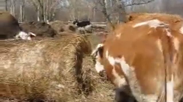 Сенаж Упакован ВРУЧНУЮ 100 тонн. Апрель смотреть онлайн