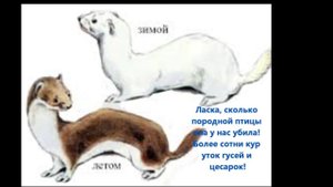 Кошка  поймала ласку!