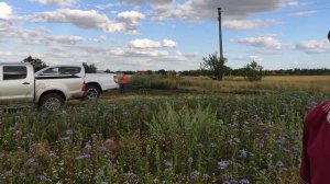 Совместный посев Гречихи и Фацелии на полях у Бориса Бащева