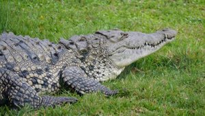 Топ 10 самых больших крокодилов в мире