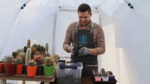 Зимняя пересадка кактусов