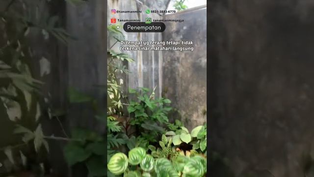 PERAWATAN PEPEROMIA ANTI BUSUK AKAR #fyp #plants #short #tips #viral #tutorial #lifehacks #peperomi