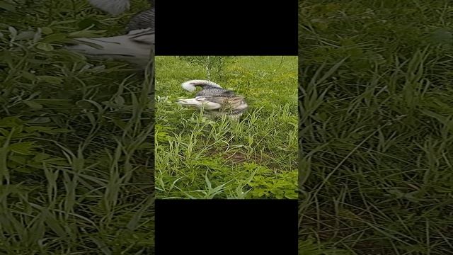 Сибирская Хаски Умка. Разве она не красавица?