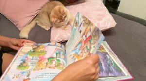 FUNNY CAT READING A BOOK ??