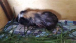 Стеллаж для морских свинок своими руками | House for guinea pigs