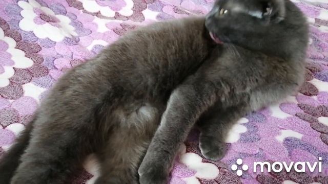 Вязка шотландских котов. Наша кошка вернулась домой после вязки! смотреть онлайн