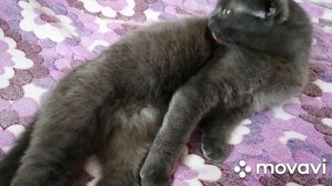 Вязка шотландских котов. Наша кошка вернулась домой после вязки!
