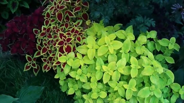 Колеусы в Хабаровске или дача Новомодного - 9 смотреть онлайн