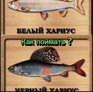 Как поймать белого и чёрного Байкальского хариуса, на локации озеро Байкал.