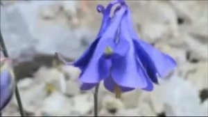 В память о маме