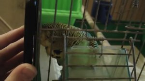 Выставочный волнистый попугай Шурик разговаривает.