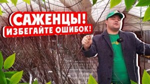 САЖЕНЦЫ! ИЗБЕГАЙТЕ ОШИБОК! Подготовка саженцев к посадке