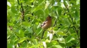 Григ  'Птичка'