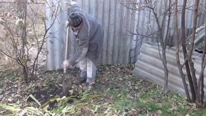 Размножаем Фундук отводком от куста