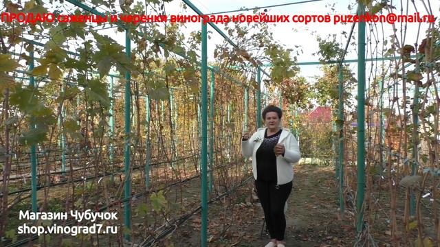 Обработка винограда осенью или виноград без химии (Пузенко Наталья Лариасовна)