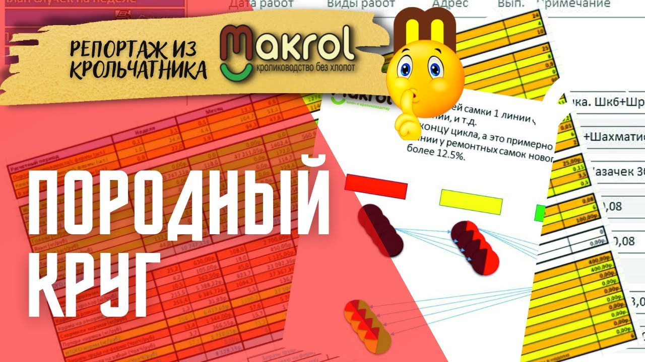 ???Как работать с породными линиями кроликов ✅Распечатали ремонтную крольчиху #Макрол #Макляк