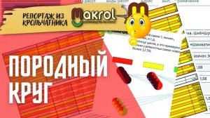 ???Как работать с породными линиями кроликов ✅Распечатали ремонтную крольчиху #Макрол #Макляк